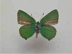 Callophrys butlerovi