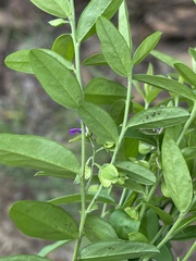 Polygala serpentaria