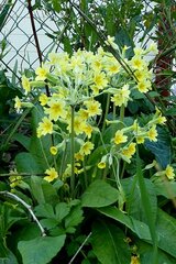 Primula × polyantha
