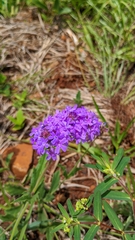 Verbenaceae