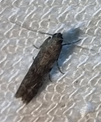 Ephestia elutella