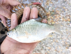 Barbonymus gonionotus