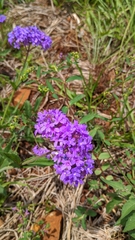 Verbenaceae