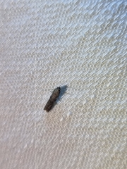 Ephestia elutella