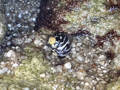 Austrocochlea porcata