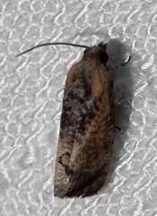 Cryptophlebia ombrodelta