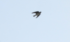Petrochelidon fluvicola