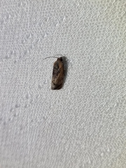 Cryptophlebia ombrodelta