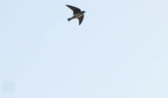 Petrochelidon fluvicola