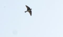 Petrochelidon fluvicola