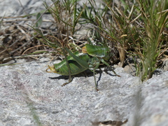 Polysarcus denticauda