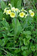 Primula × polyantha