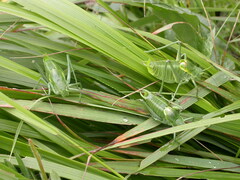 Polysarcus denticauda