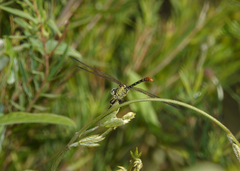 Austroepigomphus turneri
