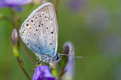 Polyommatus amandus