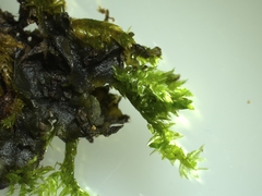 Rhynchostegium riparioides