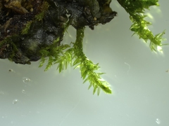 Rhynchostegium riparioides