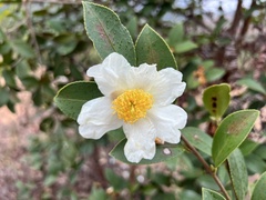 Camellia japonica