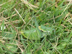 Polysarcus denticauda