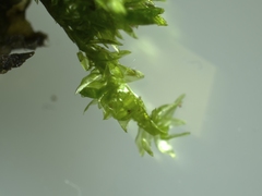 Rhynchostegium riparioides