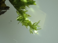 Rhynchostegium riparioides