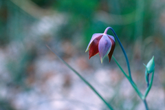 Calochortus marcellae
