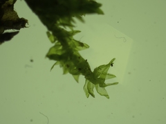 Rhynchostegium riparioides