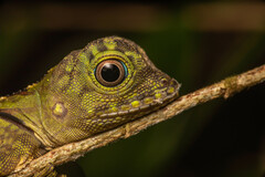 Gonocephalus liogaster