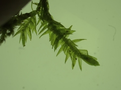 Rhynchostegium riparioides