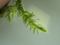 Rhynchostegium riparioides