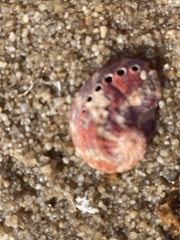 Haliotis coccoradiata