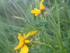 Polysarcus denticauda
