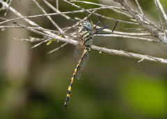 Hemicordulia intermedia