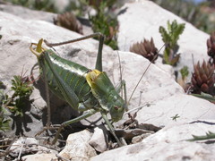 Polysarcus denticauda