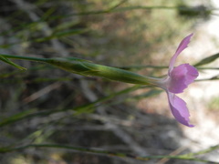 Dianthus ciliatus