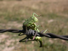 Polysarcus denticauda