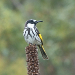 Phylidonyris niger