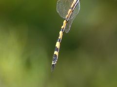 Hemicordulia intermedia