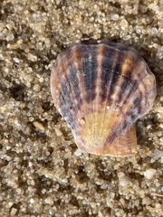 Scaeochlamys livida