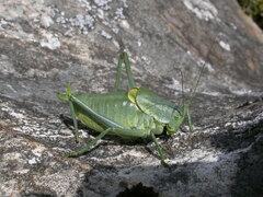 Polysarcus denticauda