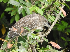 Nycticorax nycticorax nycticorax