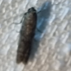 Ephestia elutella