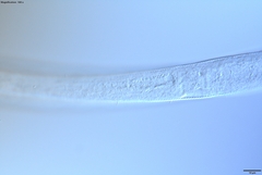 Prismatolaimus