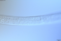 Prismatolaimus