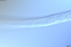 Prismatolaimus