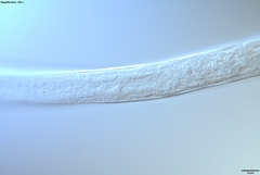 Prismatolaimus
