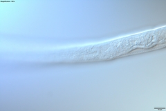 Prismatolaimus