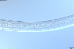 Prismatolaimus
