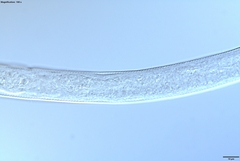 Prismatolaimus
