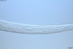 Prismatolaimus